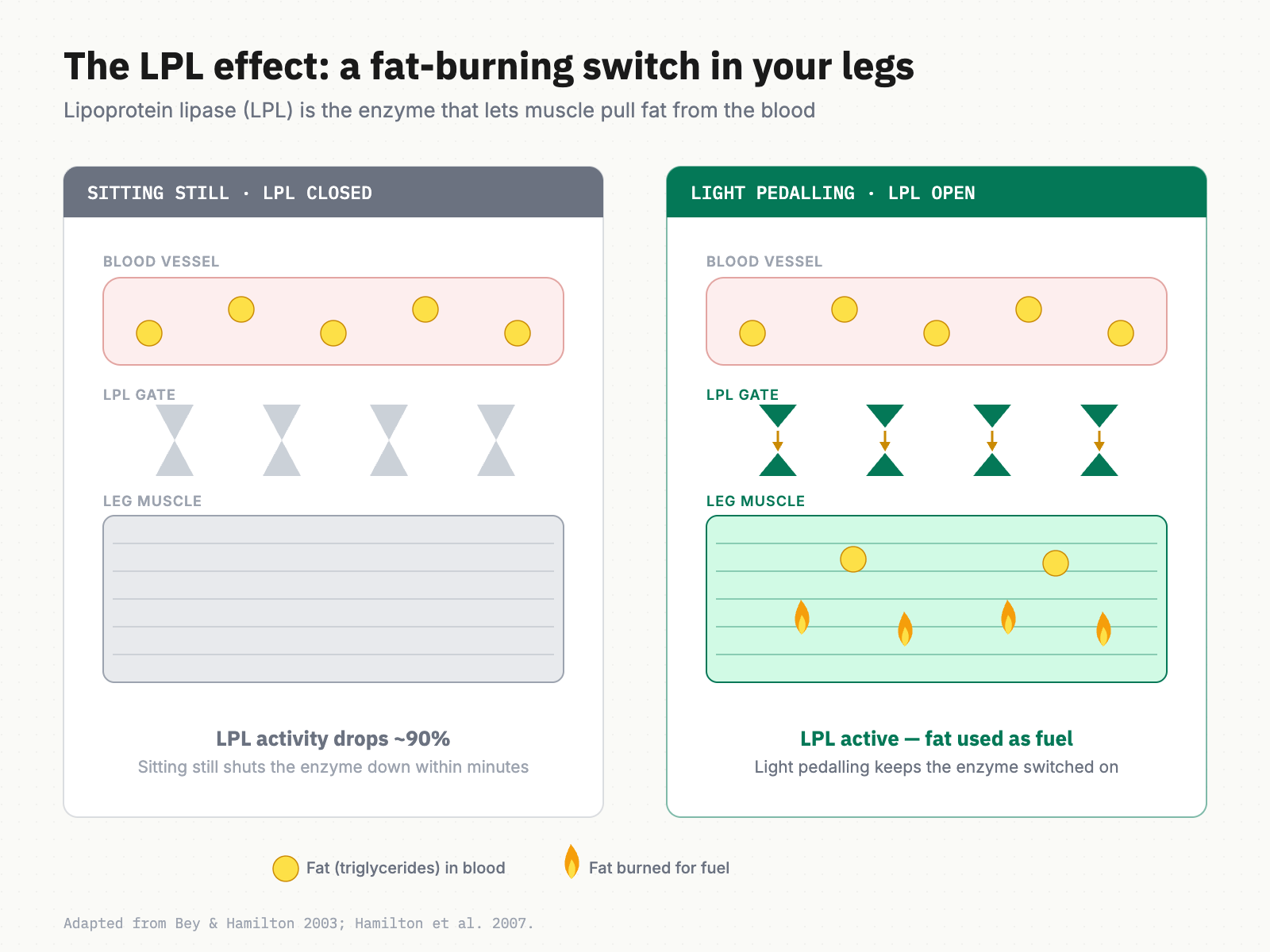 Two-panel diagram of LPL function. Left: sitting still — the LPL 'gate' between blood vessel and muscle is closed, fat stays in the blood. Right: light pedalling — the gate is open, fat flows into the muscle and is burned for fuel.